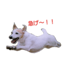 ゆずの日常～ジャックラッセルテリア～（個別スタンプ：6）