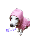 ゆずの日常～ジャックラッセルテリア～（個別スタンプ：7）