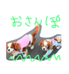 pekonana（個別スタンプ：7）