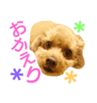 Toy poodle_Puramu_2（個別スタンプ：1）