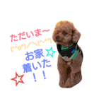 Toy poodle_Puramu_2（個別スタンプ：2）