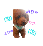 Toy poodle_Puramu_2（個別スタンプ：4）