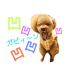 Toy poodle_Puramu_2（個別スタンプ：6）