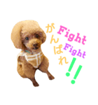 Toy poodle_Puramu_2（個別スタンプ：7）