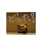 しーりーちー！（個別スタンプ：19）