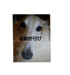 ボルゾイ1（個別スタンプ：1）