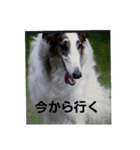 ボルゾイ1（個別スタンプ：2）