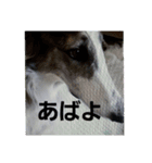 ボルゾイ1（個別スタンプ：3）