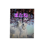 ボルゾイ1（個別スタンプ：4）