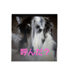 ボルゾイ1（個別スタンプ：5）