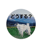 ボルゾイ1（個別スタンプ：9）