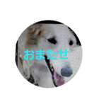 ボルゾイ1（個別スタンプ：16）