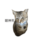 My cute cat 1（個別スタンプ：1）