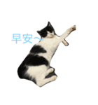 My cute cat 1（個別スタンプ：5）