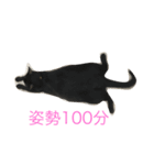 My cute cat 1（個別スタンプ：6）