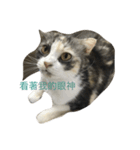My cute cat 1（個別スタンプ：7）
