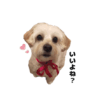 malpoomotiokun（個別スタンプ：11）