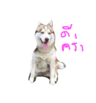 pungsame（個別スタンプ：1）