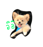 pungsame（個別スタンプ：4）