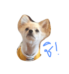 pungsame（個別スタンプ：5）