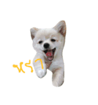 pungsame（個別スタンプ：8）