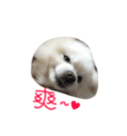 O-King dog face（個別スタンプ：1）
