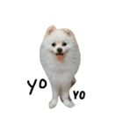 O-King dog face（個別スタンプ：2）