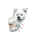 O-King dog face（個別スタンプ：3）