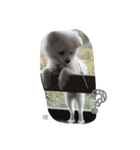 O-King dog face（個別スタンプ：4）