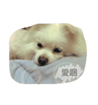 O-King dog face（個別スタンプ：5）