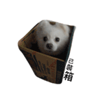 O-King dog face（個別スタンプ：7）