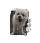 O-King dog face（個別スタンプ：10）