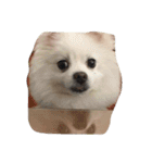 O-King dog face（個別スタンプ：11）