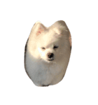 O-King dog face（個別スタンプ：12）
