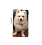 O-King dog face（個別スタンプ：15）
