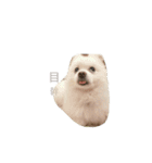 O-King dog face（個別スタンプ：16）