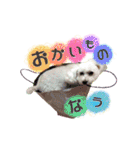 ふうにゃんと仲間たち（個別スタンプ：1）