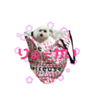 ふうにゃんと仲間たち（個別スタンプ：5）