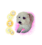 ふうにゃんと仲間たち（個別スタンプ：12）