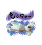 ふうにゃんと仲間たち（個別スタンプ：22）
