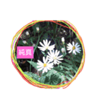 春よ来い（個別スタンプ：7）