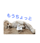 たむるぅ（個別スタンプ：1）