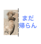 たむるぅ（個別スタンプ：3）