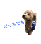 たむるぅ（個別スタンプ：4）