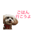 たむるぅ（個別スタンプ：12）