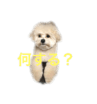 マルプー ポコ（個別スタンプ：2）