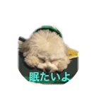 マルプー ポコ（個別スタンプ：9）