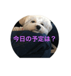 マルプー ポコ（個別スタンプ：10）