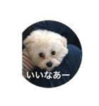 マルプー ポコ（個別スタンプ：11）