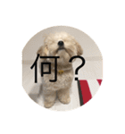 マルプー ポコ（個別スタンプ：14）